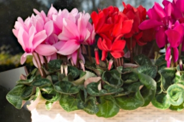 Cyclamen Leopardo Variety Thumbnail.jpg